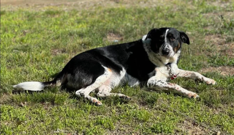 An adult medium-sized male Australian Cattle Dog / Blue Heeler dog named Otto for adoption in Alexander, AR