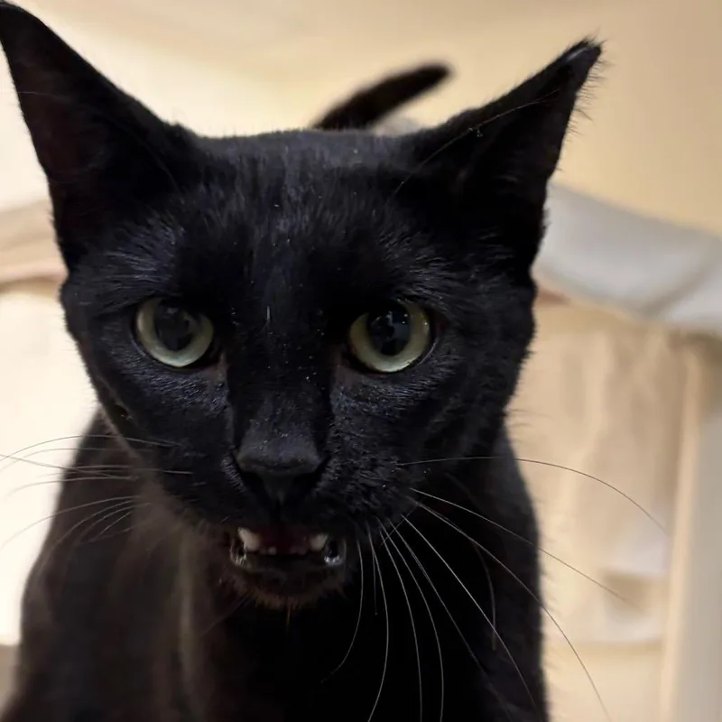 An adult medium-sized female Black Domestic Short Hair cat named Farrah for adoption in Harrisonburg, VA