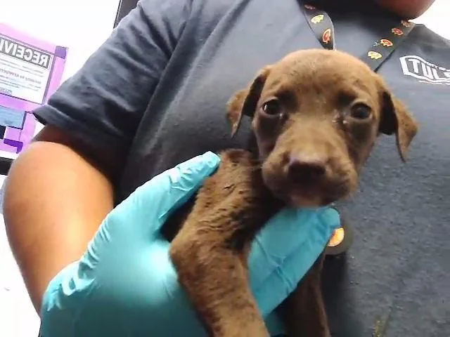 A baby small-sized female Labrador Retriever dog named Trouble for adoption in Tulsa, OK