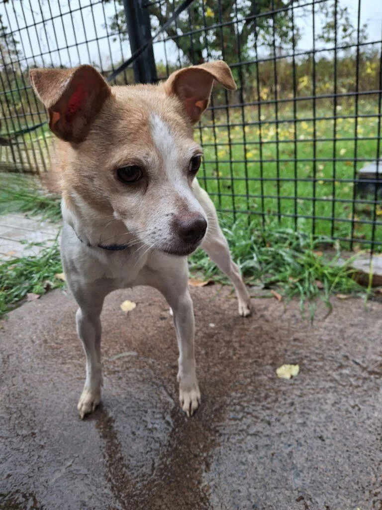 A senior small-sized male Chihuahua dog named Buddy for adoption in Ironwood, MI