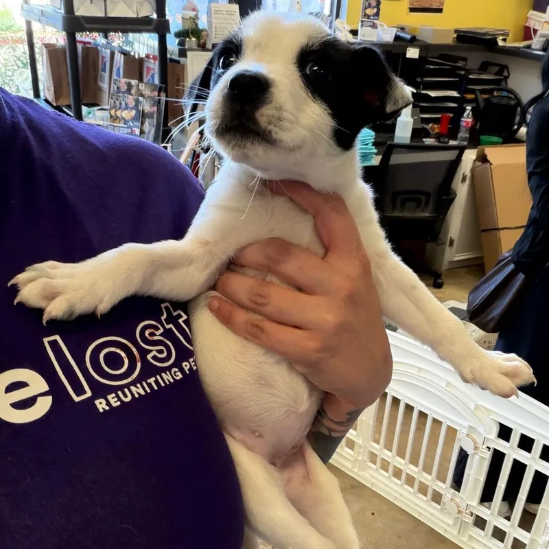 A baby small-sized female Mixed Breed dog named Pecan for adoption in Webster, TX
