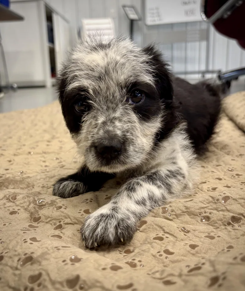 A baby medium-sized female Black Cattle Dog dog named Fable for adoption in Kalamazoo, MI