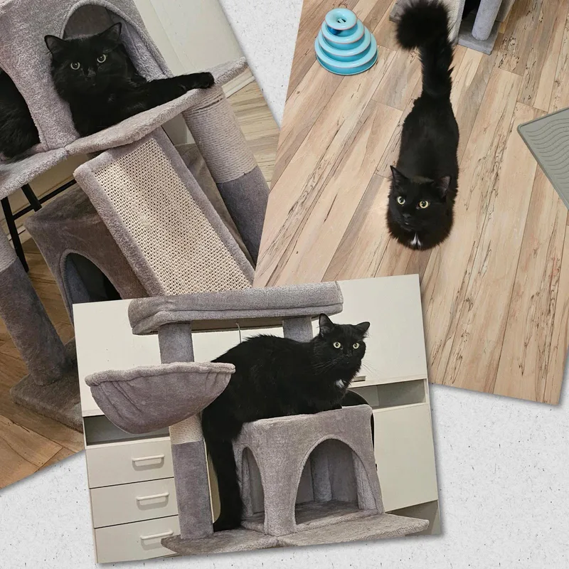 A young medium-sized male Domestic Medium Hair cat named Mookie for adoption in Naples, FL