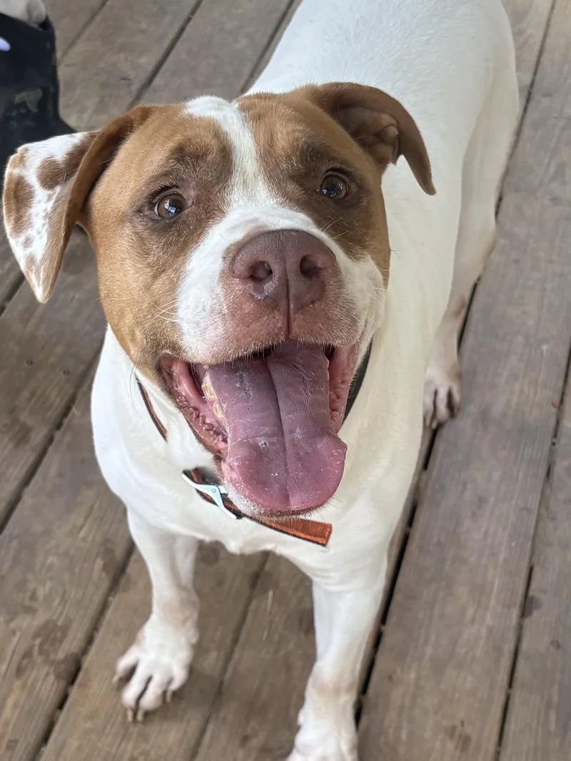 An adult extra large-sized male American Bulldog dog named Webby for adoption in Wetumpka, AL
