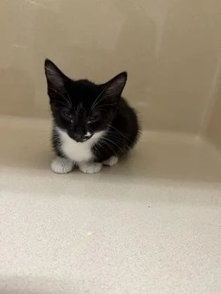 A baby small-sized male Domestic Short Hair cat named Darian for adoption in Pequot Lakes, MN