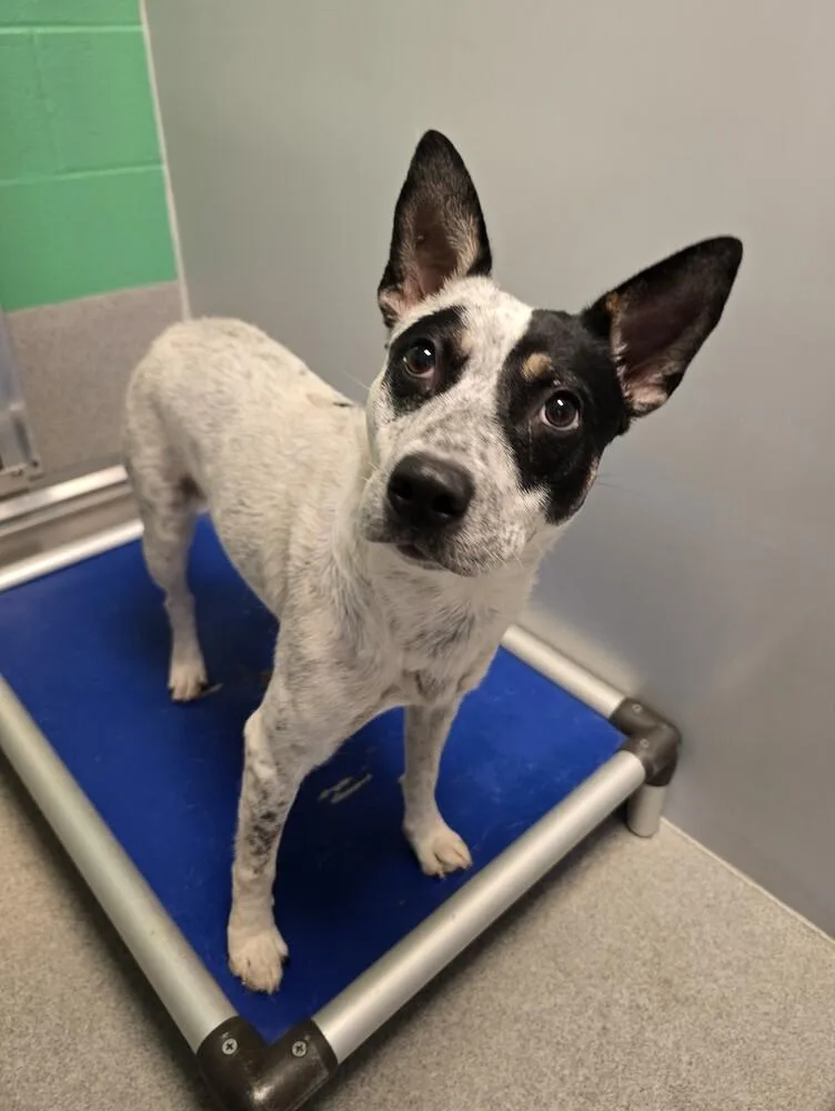 An adult medium-sized female Australian Cattle Dog / Blue Heeler dog named Daisy for adoption in Wellington, KS