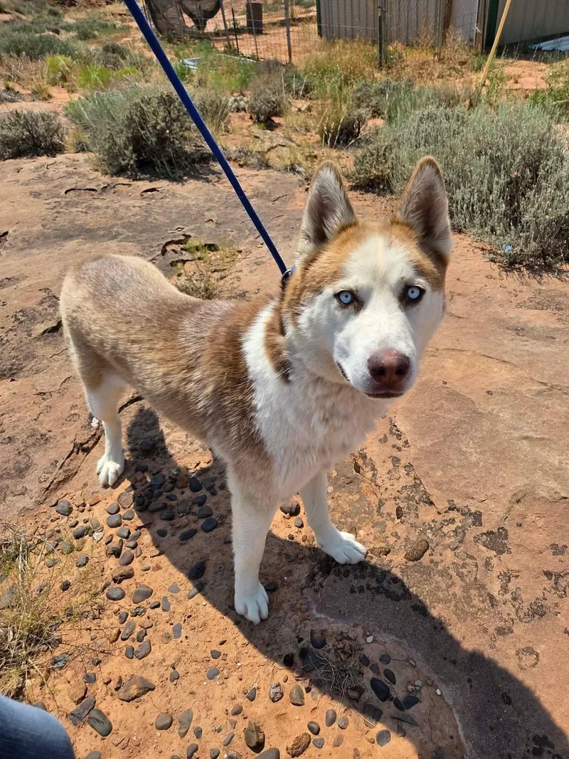 An adult large-sized male Red / Chestnut / Orange Husky dog named Creed for adoption in Roosevelt, UT