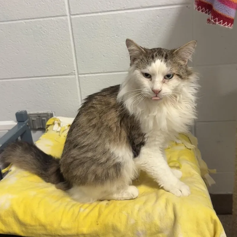 A senior medium-sized male Tortoiseshell Domestic Short Hair cat named Brownie for adoption in South Elgin, IL