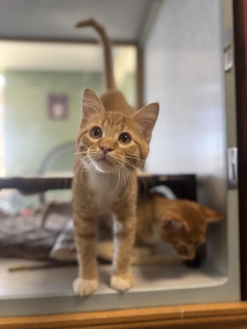 A young medium-sized male Domestic Short Hair cat named Freddy for adoption in Eagle, CO