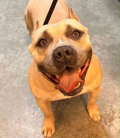 An adult medium-sized female American Bulldog dog named Pris for adoption in Bowling Green, KY