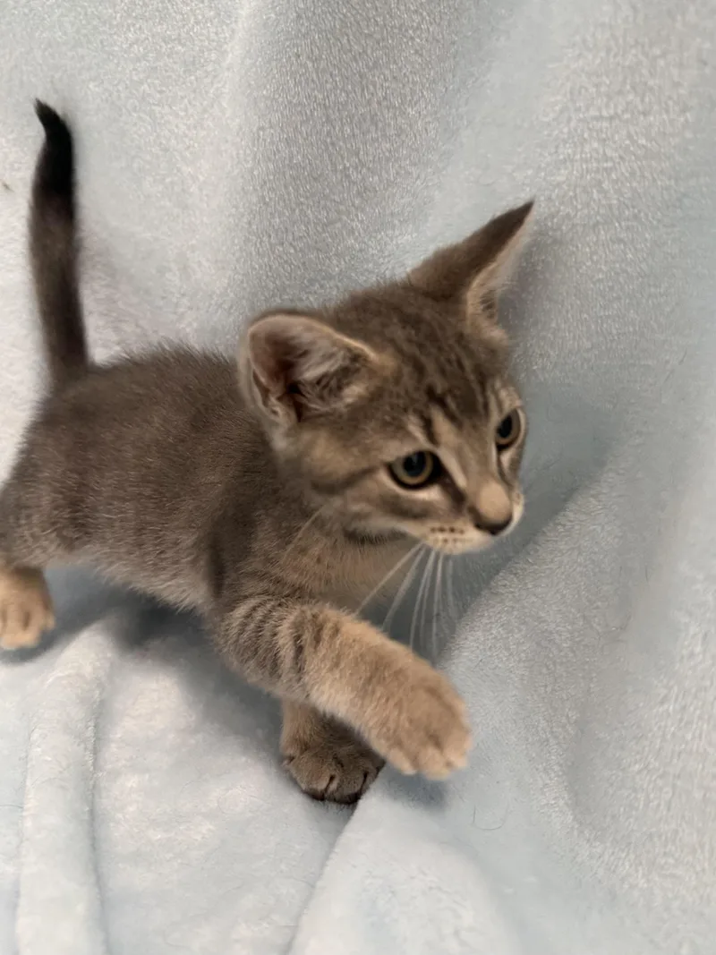 A baby medium-sized male Tabby (Gray / Blue / Silver) Domestic Short Hair cat named Bobby for adoption in Greensboro, NC
