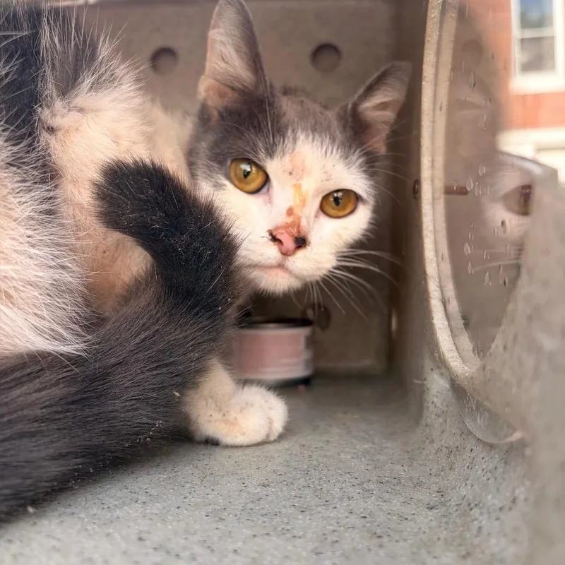 A young medium-sized female White Domestic Short Hair cat named Navora for adoption in Philadelphia, PA