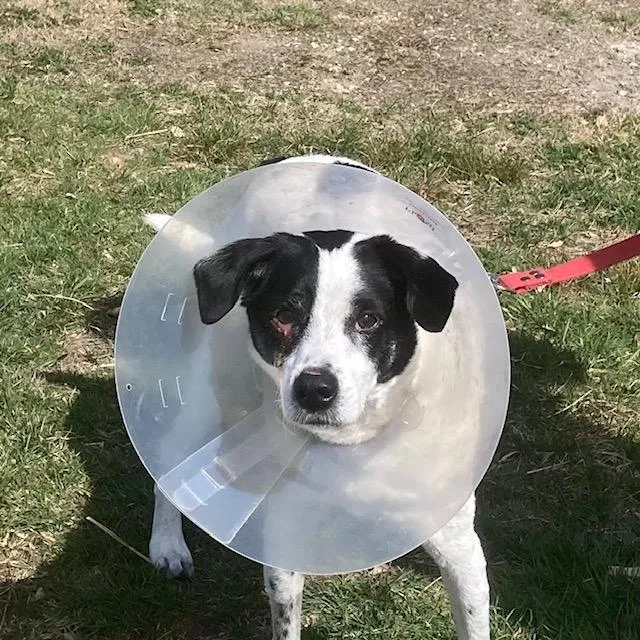 A senior medium-sized male Labrador Retriever dog named Max for adoption in Methuen, MA