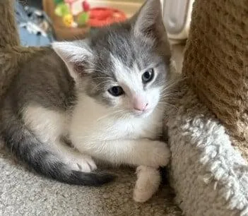A baby medium-sized male Gray & White Domestic Short Hair cat named Lychee for adoption in Battle Creek, MI