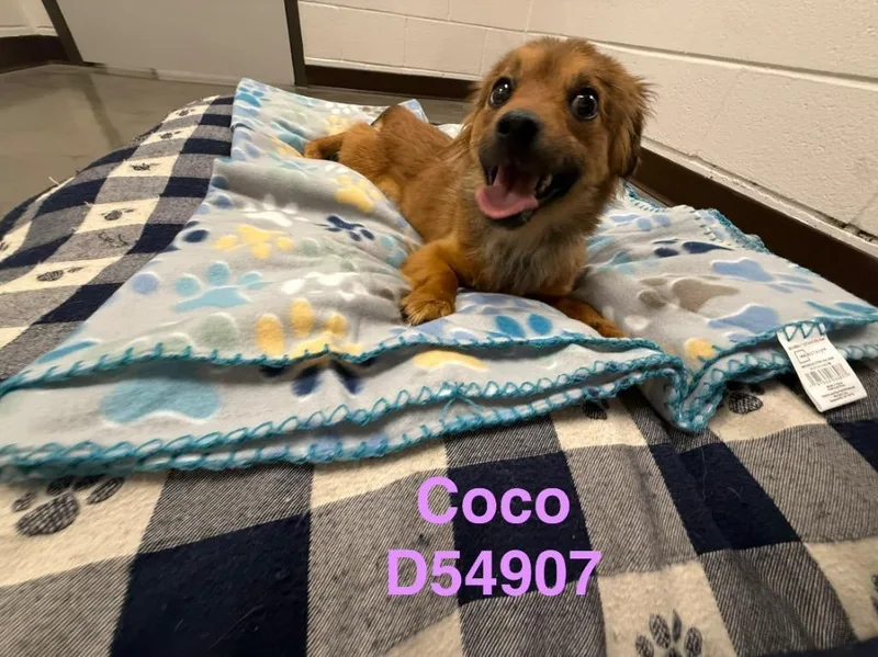 A young medium-sized female Mixed Breed dog named Coco for adoption in Clarksville, TN