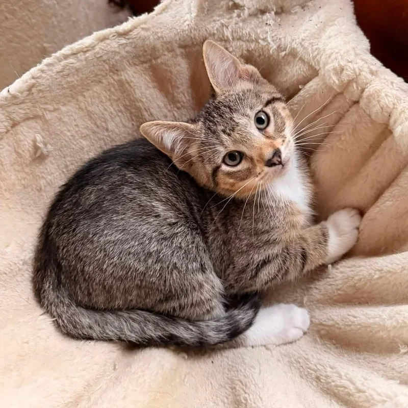 A baby medium-sized female Domestic Short Hair cat named Tuna for adoption in McHenry, IL