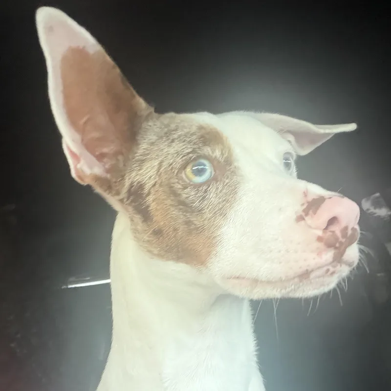 A young medium-sized male White / Cream Bull Terrier dog named Blue for adoption in Homestead, FL