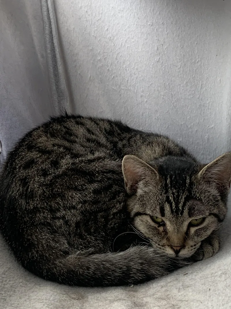 Miss Piggy thumbnail 2