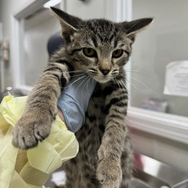 A baby small-sized male Brown / Chocolate Domestic Short Hair cat named Seven up for adoption in Pekin, IL