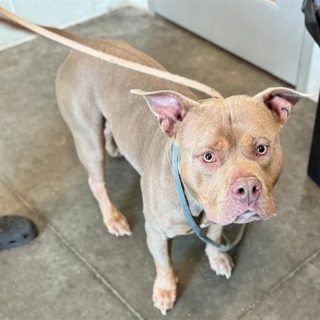 An adult large-sized male Staffordshire Bull Terrier dog named Jackson for adoption in Tavares, FL