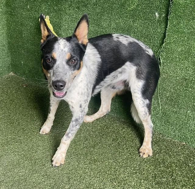 A young medium-sized male Australian Cattle Dog / Blue Heeler dog named Pickle Rick for adoption in Lancaster, CA
