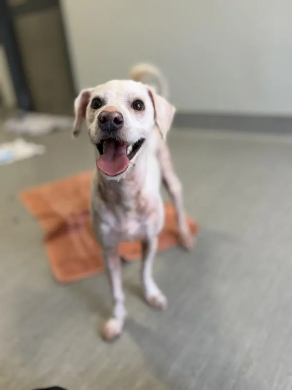 An adult small-sized male Maltese dog named Jay Jay for adoption in San Diego, CA