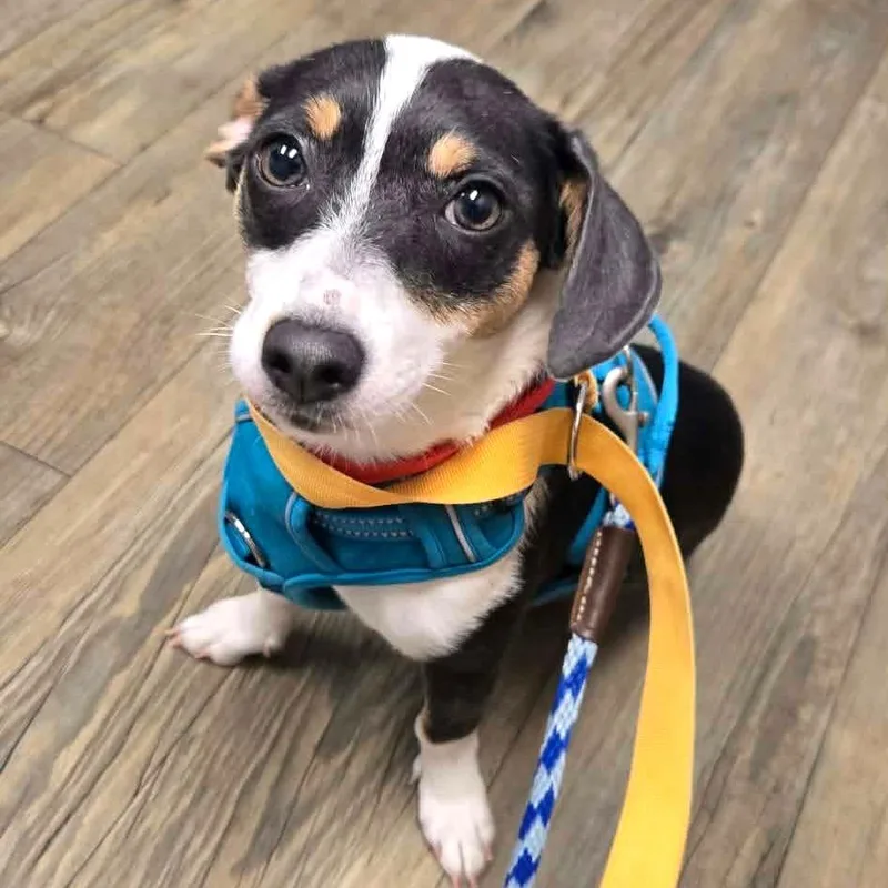 A baby small-sized female Black Chihuahua dog named Oreo for adoption in Tampa, FL