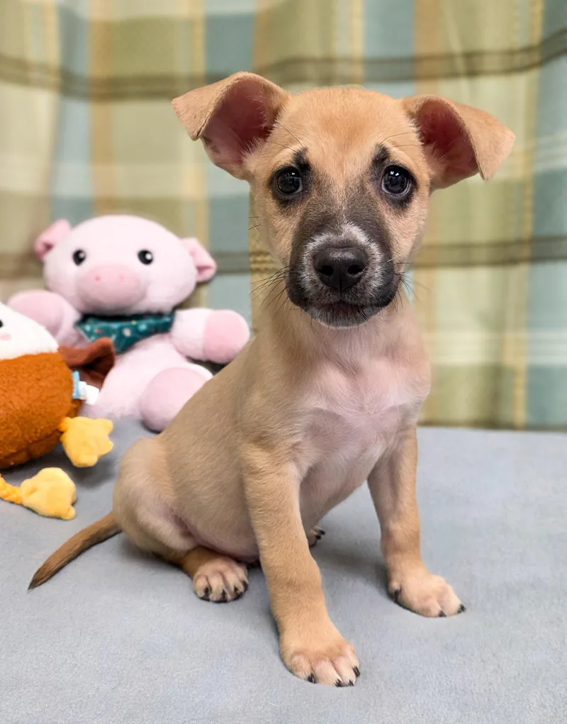 A baby medium-sized male Anatolian Shepherd dog named Jerry for adoption in Gainesville, TX