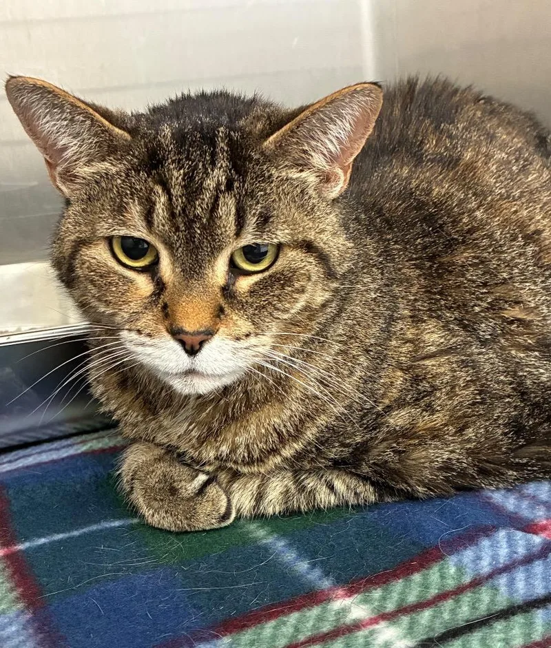 A senior small-sized female Domestic Short Hair cat named Jax for adoption in Hartsville, SC