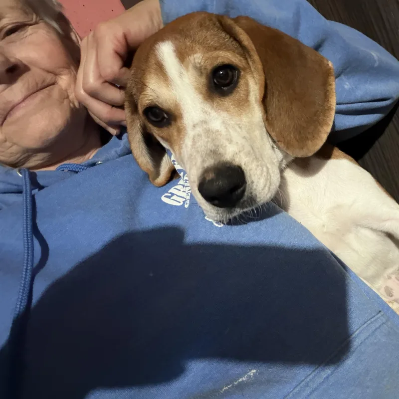 A baby small-sized female Beagle dog named Penelope Poet for adoption in Andover, MA