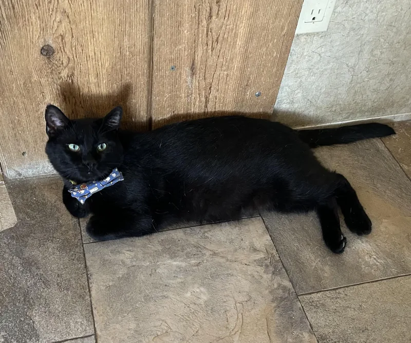An adult medium-sized male Black Domestic Short Hair cat named Ya Ya Squintz for adoption in La Salle, IL