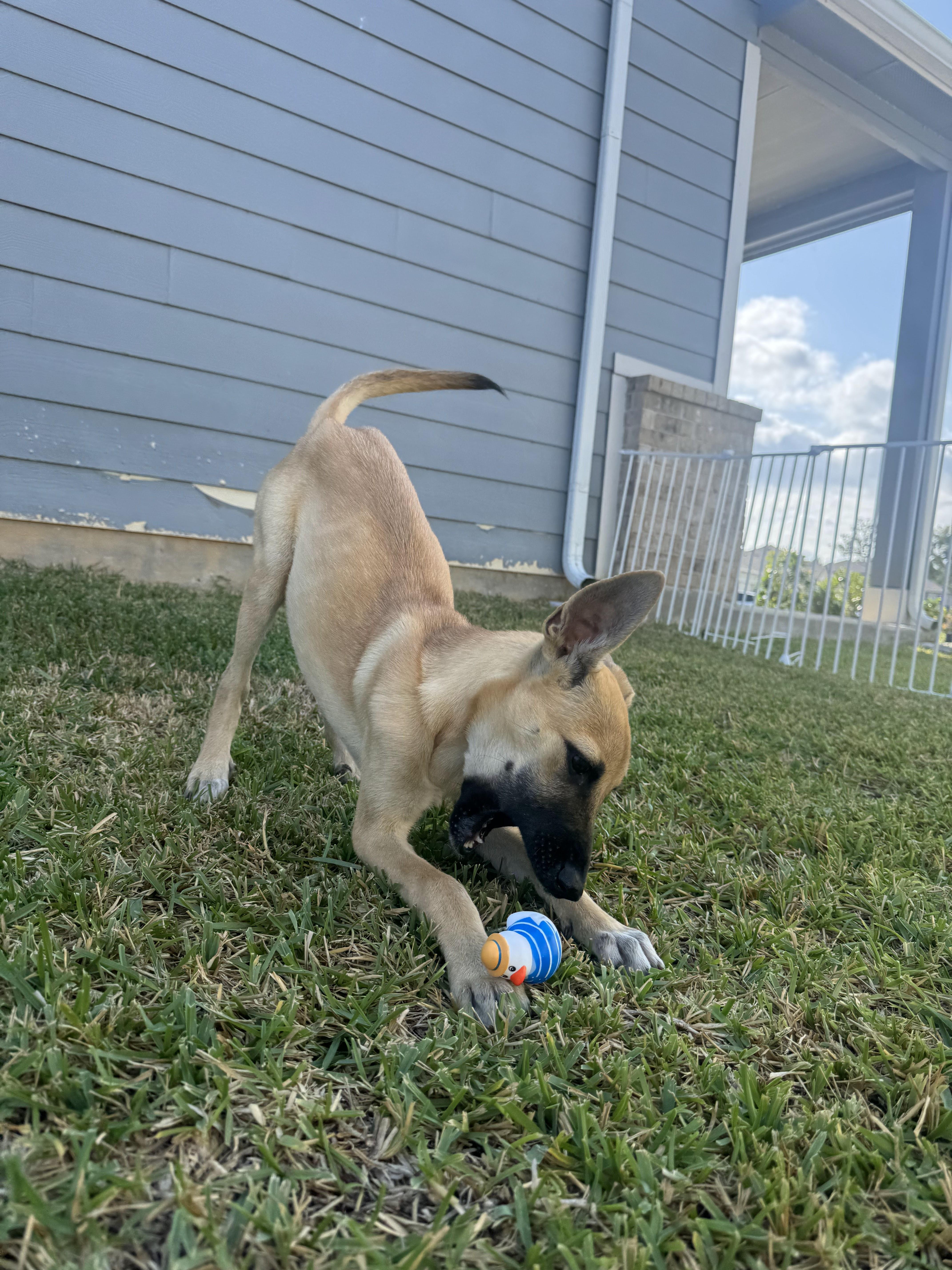 A baby medium-sized female German Shepherd Dog dog named Ruby for adoption in Houston, TX