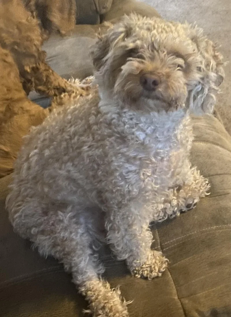 Whiskey