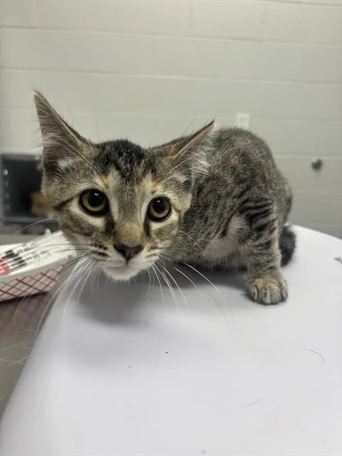A baby small-sized female Domestic Short Hair cat named Fiona Castle for adoption in Indianapolis, IN