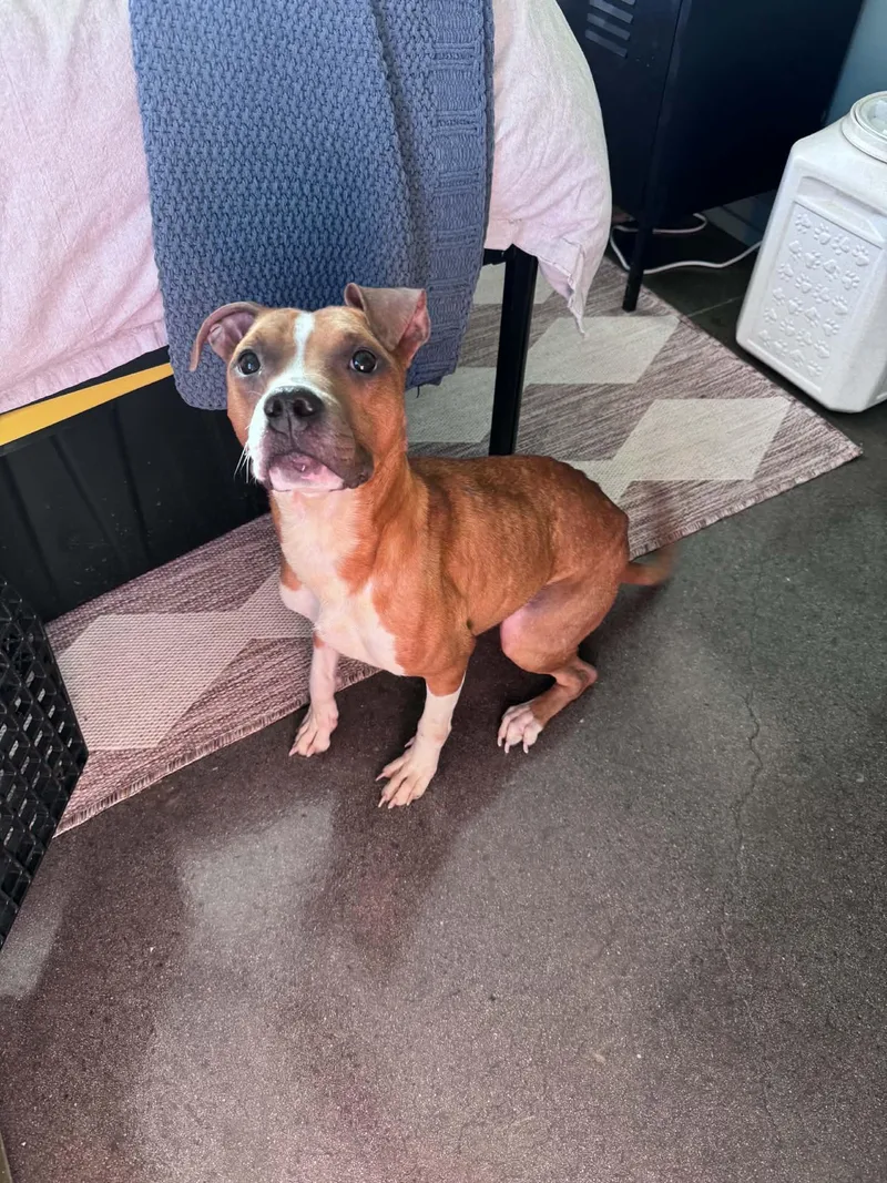 A young medium-sized female Terrier dog named Toastie for adoption in Greenville, SC