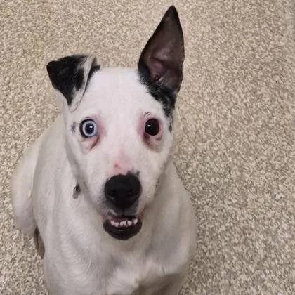 An adult small-sized male Terrier dog named Dale for adoption in Westland, MI