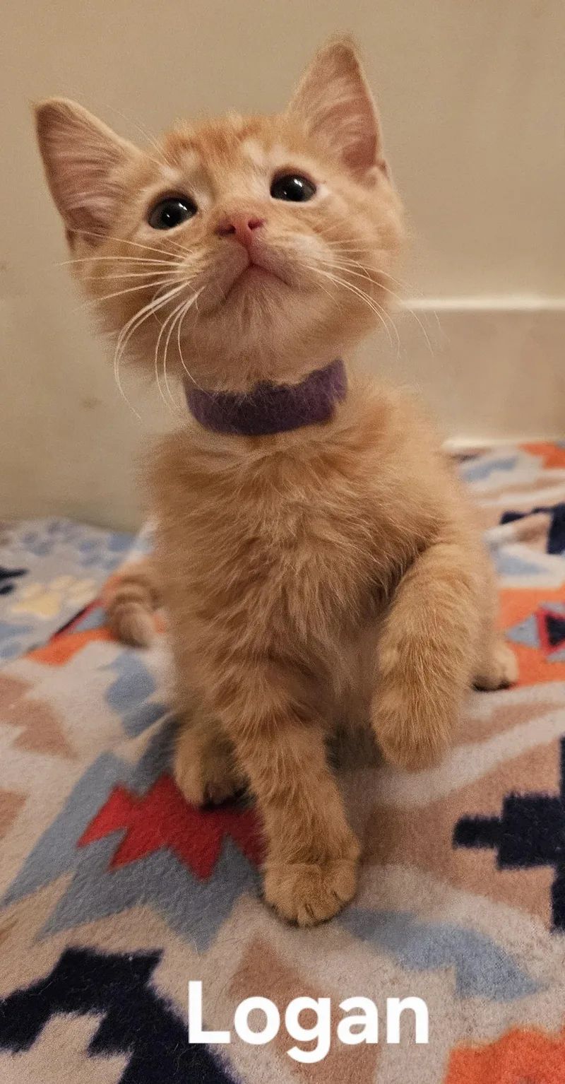 A young small-sized male Tabby (Orange / Red) Domestic Short Hair cat named Logan for adoption in Columbus, IN