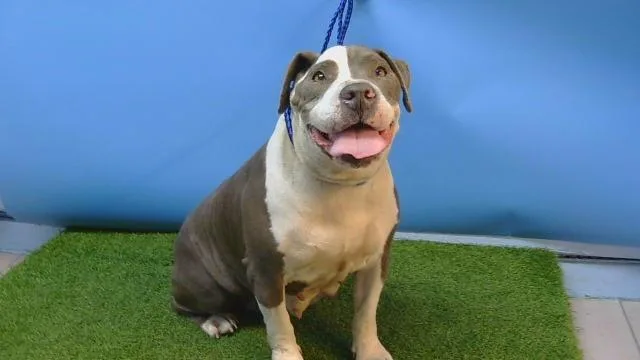 An adult medium-sized female Pit Bull Terrier dog named Gigi for adoption in Gardena, CA