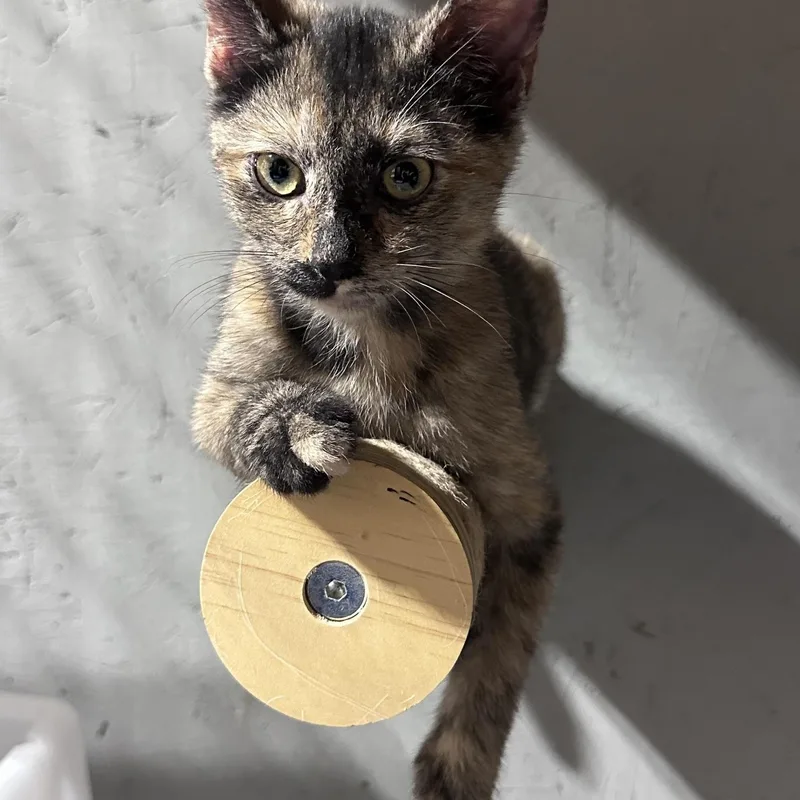 A young medium-sized female Dilute Tortoiseshell Tortoiseshell cat named Data for adoption in Clarksville, VA