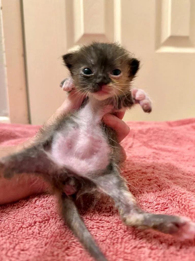 A baby small-sized female Calico cat named Bubbles for adoption in Lewisville, TX
