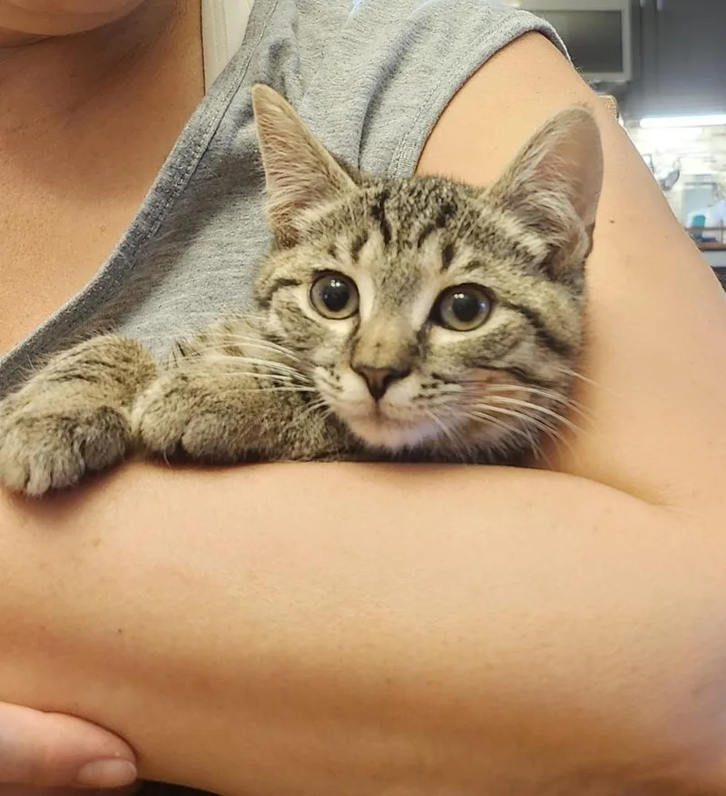 A baby medium-sized male Domestic Short Hair cat named Gunner for adoption in East Greenville, PA