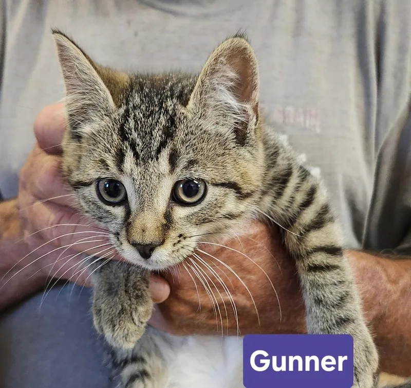 Gunner thumbnail 3