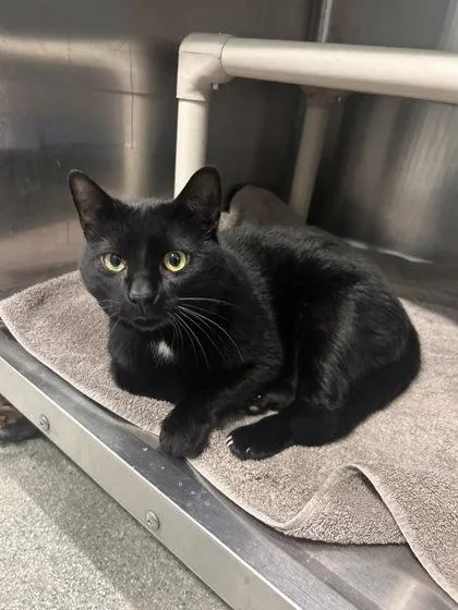 An adult medium-sized male Domestic Short Hair cat named Apache for adoption in Reidsville, NC