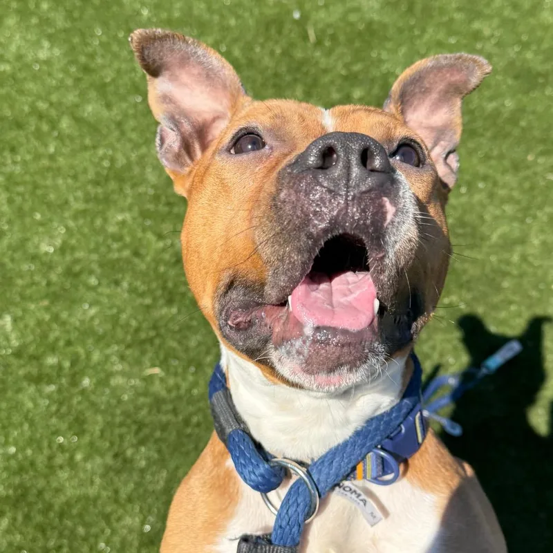 An adult medium-sized female Yellow / Tan / Blond / Fawn Pit Bull Terrier dog named Pulitzer for adoption in Philadelphia, PA