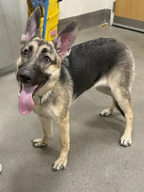 A young large-sized female German Shepherd Dog dog named Penelope for adoption in Upper Marlboro, MD