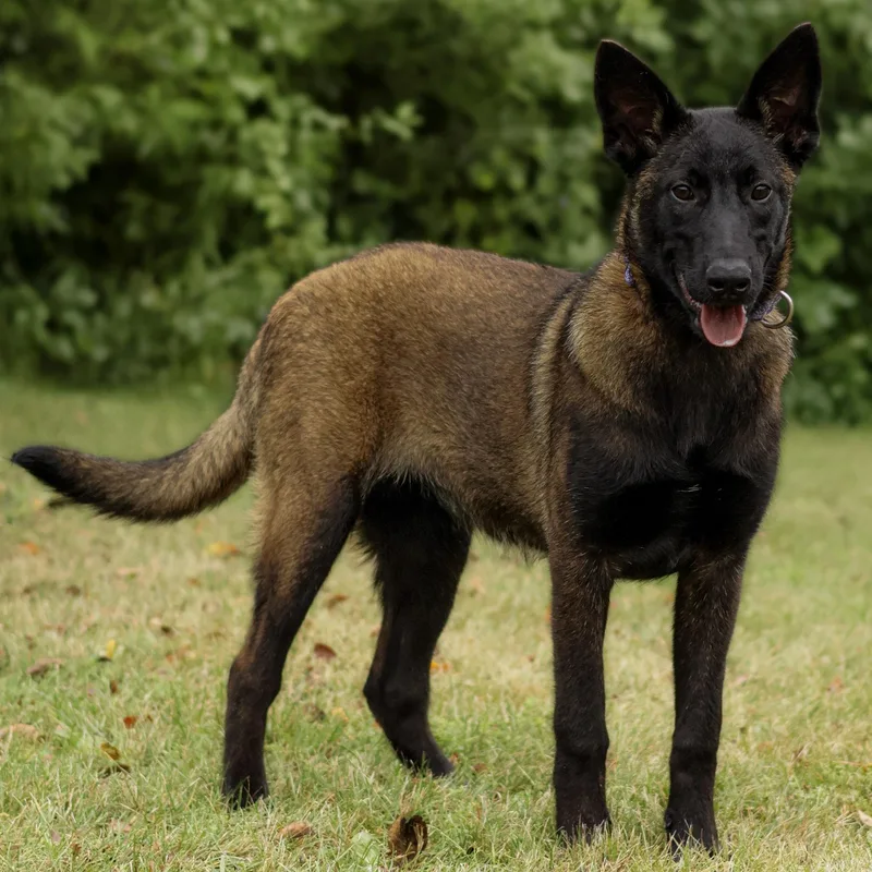 A baby medium-sized female Belgian Shepherd / Malinois dog named Gucci for adoption in St. Ignace, MI