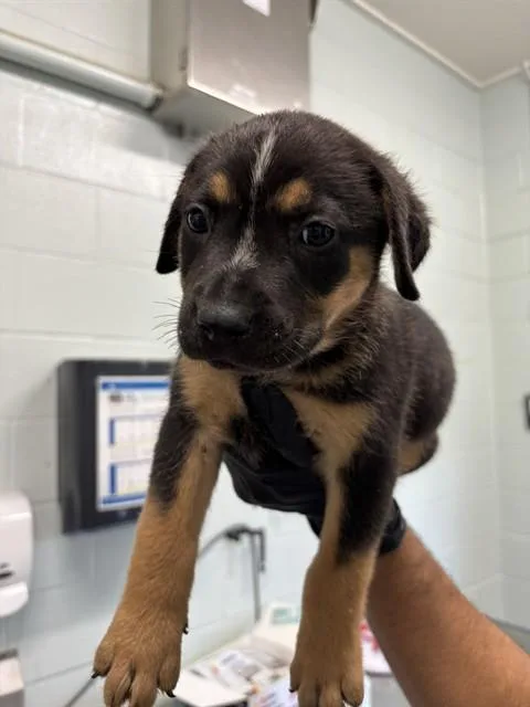 A baby small-sized male Pit Bull Terrier dog named Frankie for adoption in Corpus Christi, TX