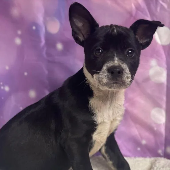 A baby small-sized female Black Australian Cattle Dog / Blue Heeler named Pistol for adoption in Fort Collins, CO