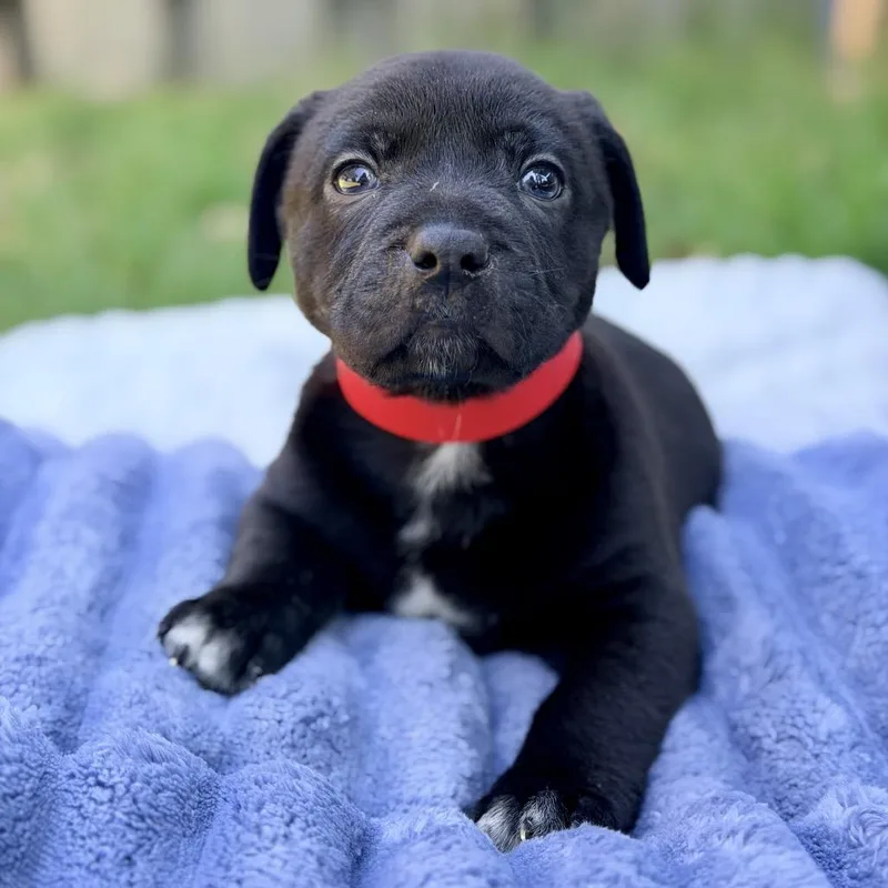 A baby medium-sized male Black Mixed Breed dog named Boomer for adoption in Huntsville, AL