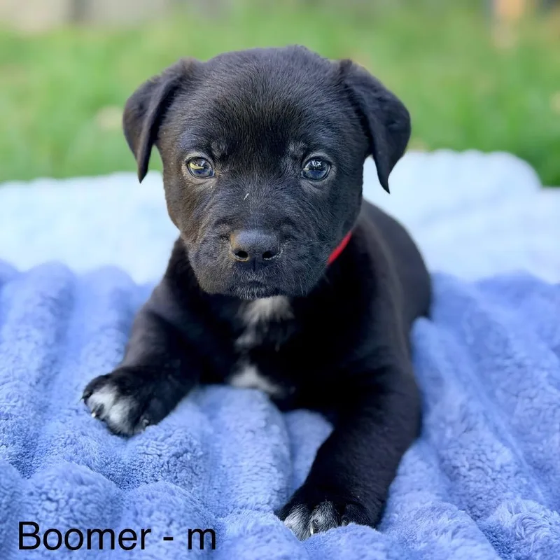 Boomer thumbnail 2